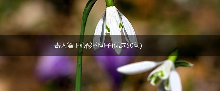 寄人篱下心酸的句子(优选50句),第1张
