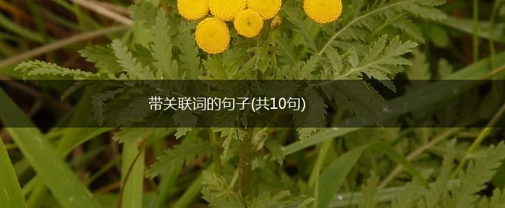 带关联词的句子(共10句),第1张