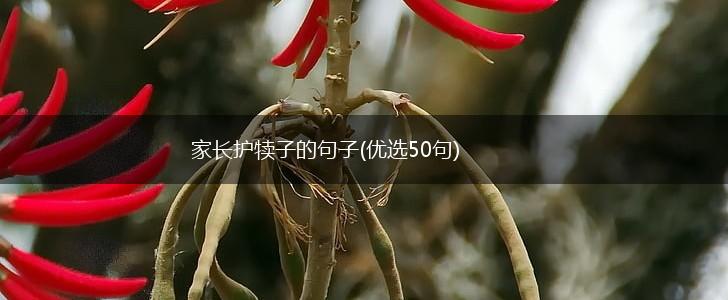 家长护犊子的句子(优选50句),第1张