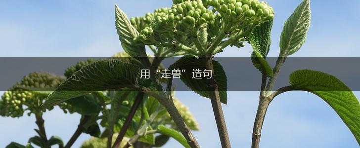 用“走兽”造句,第1张