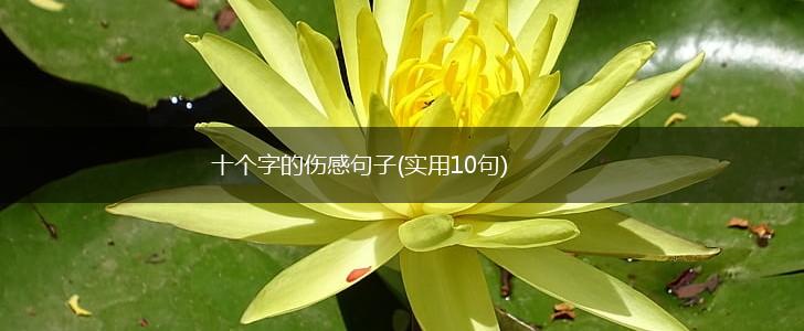 十个字的伤感句子(实用10句),第1张