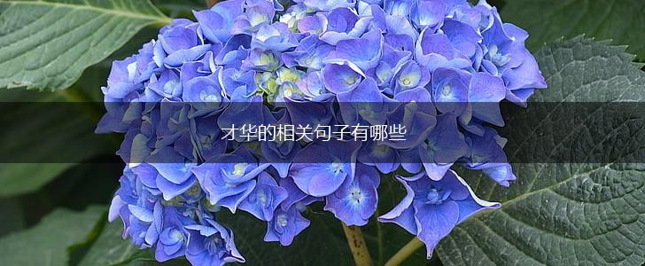 才华的相关句子有哪些,第1张