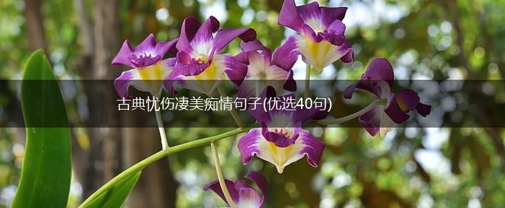 古典忧伤凄美痴情句子(优选40句),第1张