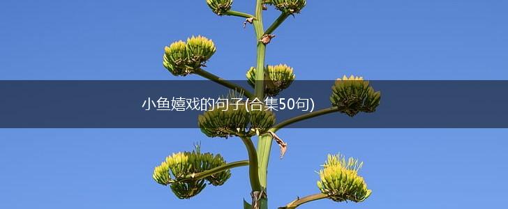 小鱼嬉戏的句子(合集50句),第1张