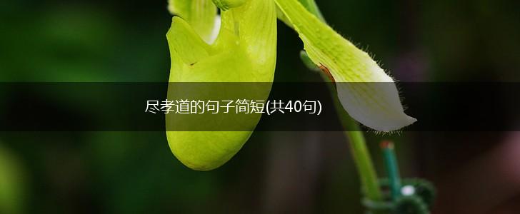 尽孝道的句子简短(共40句),第1张