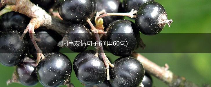 同事友情句子(通用60句),第1张