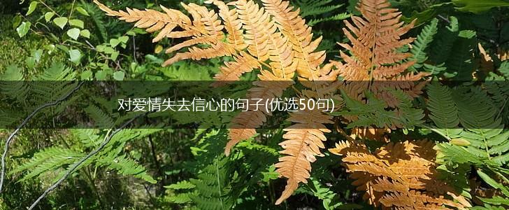 对爱情失去信心的句子(优选50句),第1张