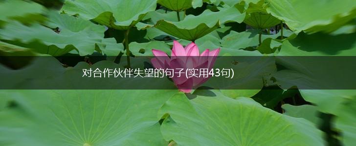 对合作伙伴失望的句子(实用43句),第1张