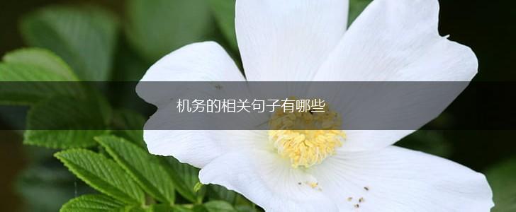 机务的相关句子有哪些,第1张 机务的相关句子有哪些,第1张