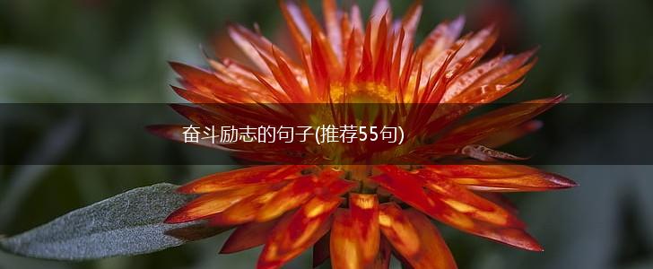 奋斗励志的句子(推荐55句),第1张