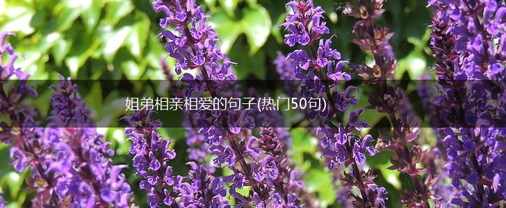 姐弟相亲相爱的句子(热门50句),第1张