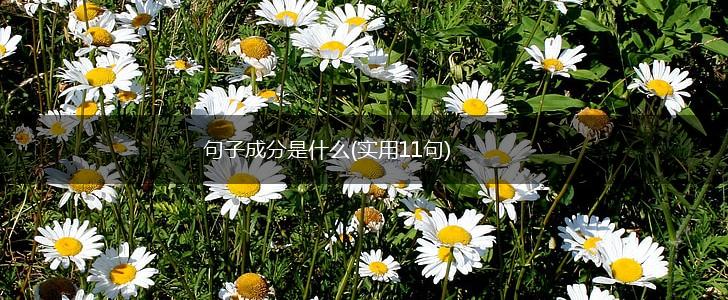 句子成分是什么(实用11句),第1张