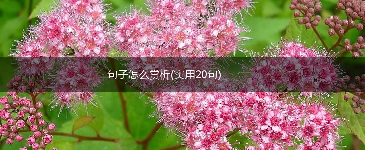 句子怎么赏析(实用20句),第1张