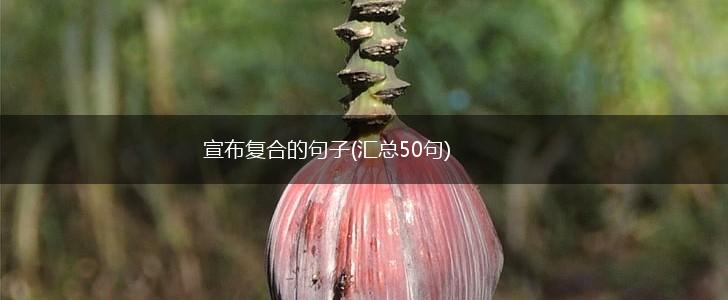宣布复合的句子(汇总50句),第1张