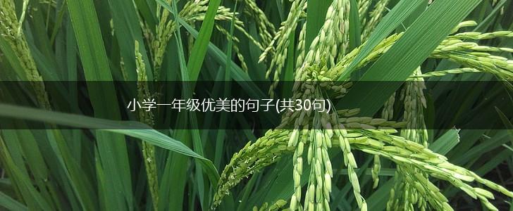小学一年级优美的句子(共30句),第1张