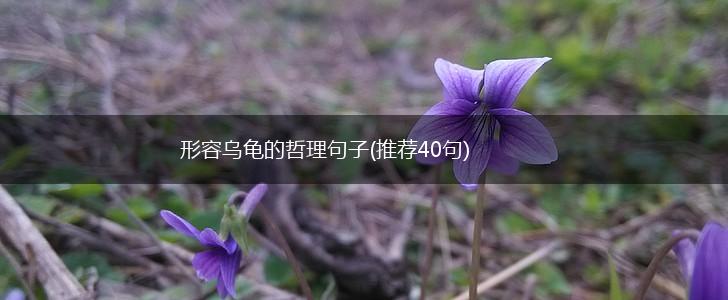 形容乌龟的哲理句子(推荐40句),第1张