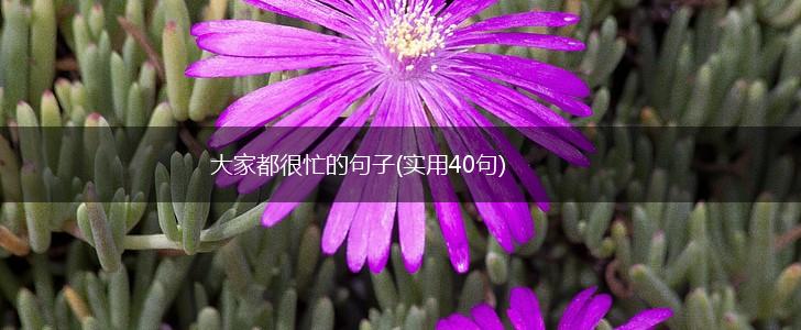 大家都很忙的句子(实用40句),第1张