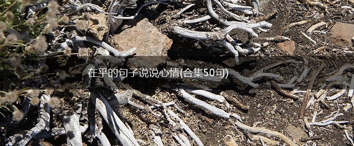 在乎的句子说说心情(合集50句),第1张