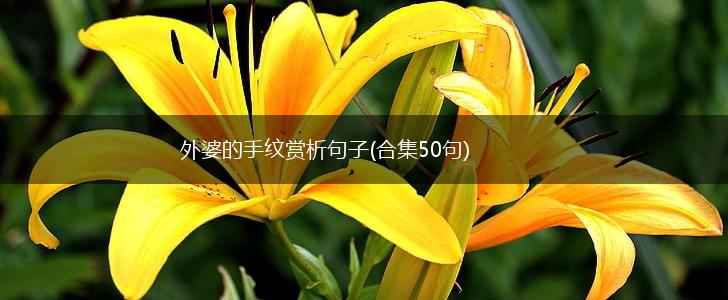 外婆的手纹赏析句子(合集50句),第1张