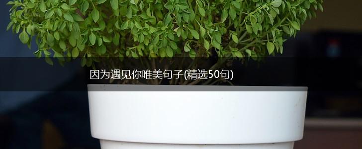 因为遇见你唯美句子(精选50句),第1张