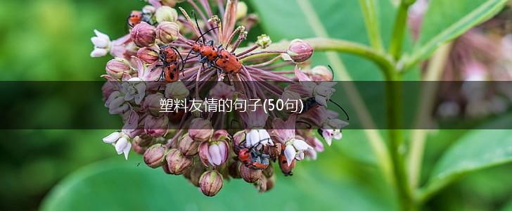 塑料友情的句子(50句),第1张