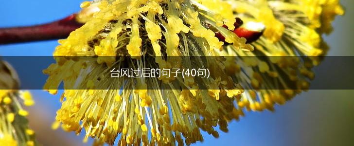台风过后的句子(40句),第1张