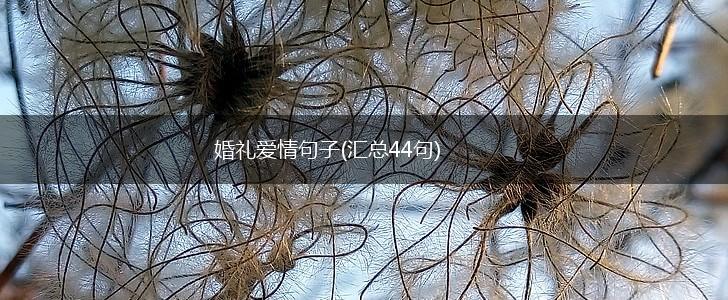 婚礼爱情句子(汇总44句),第1张