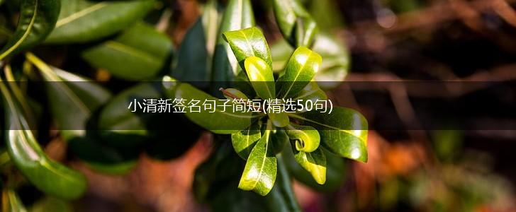 小清新签名句子简短(精选50句),第1张