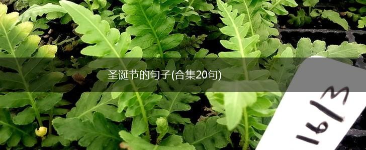 圣诞节的句子(合集20句),第1张