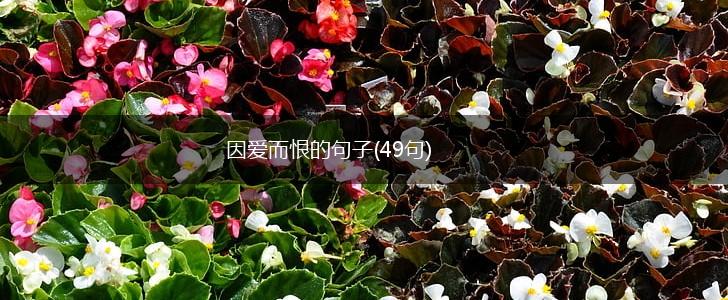 因爱而恨的句子(49句),第1张