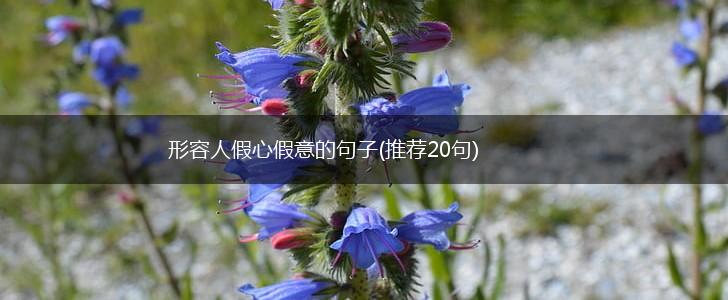形容人假心假意的句子(推荐20句),第1张