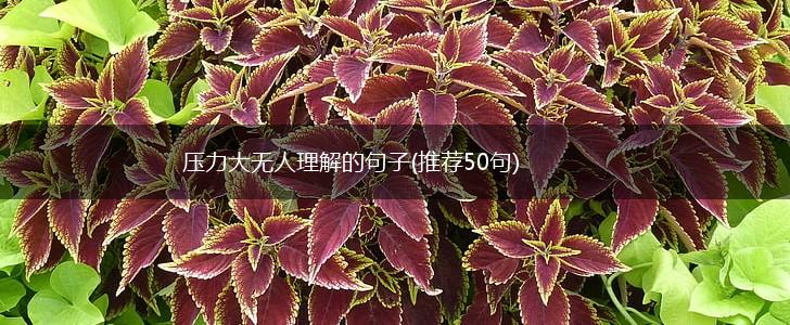 压力大无人理解的句子(推荐50句),第1张