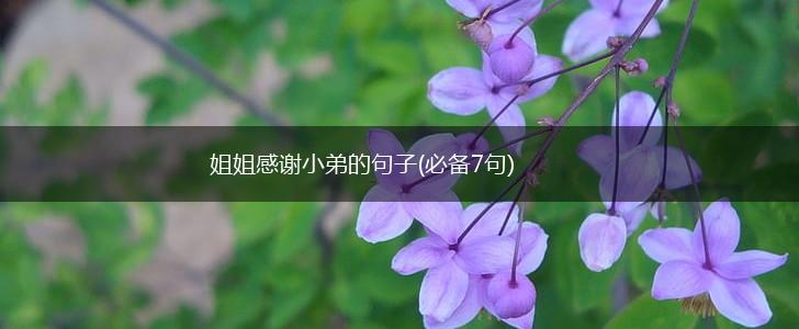 姐姐感谢小弟的句子(必备7句),第1张