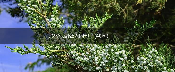 形容低调做人的句子(40句),第1张