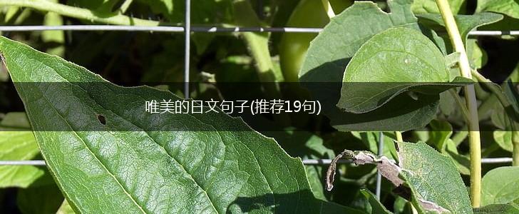 唯美的日文句子(推荐19句),第1张