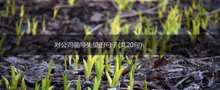 对公司领导失望的句子(共20句),第1张