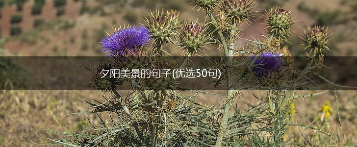 夕阳美景的句子(优选50句),第1张