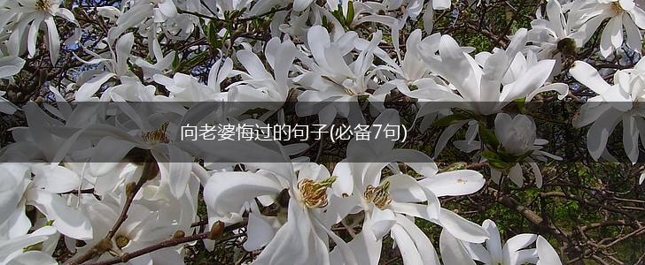 向老婆悔过的句子(必备7句),第1张