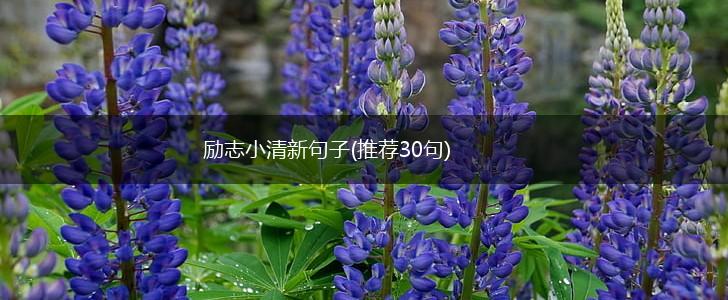 励志小清新句子(推荐30句),第1张