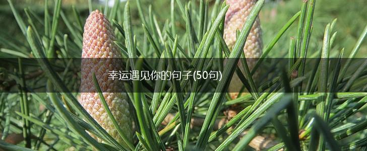 幸运遇见你的句子(50句),第1张