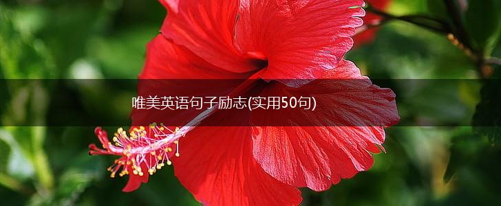 唯美英语句子励志(实用50句),第1张