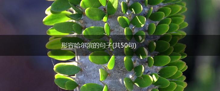 形容哈尔滨的句子(共50句),第1张