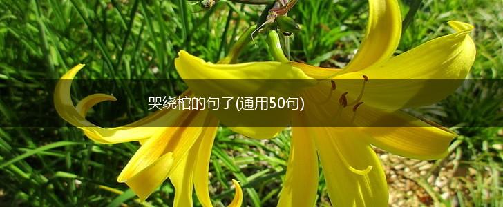 哭绕棺的句子(通用50句),第1张