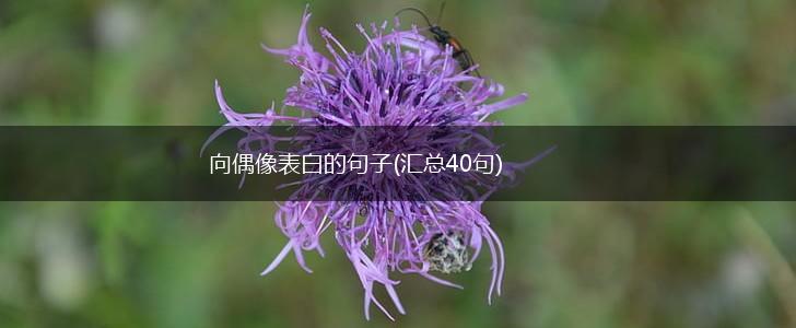 向偶像表白的句子(汇总40句),第1张