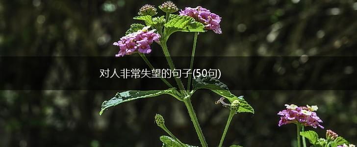 对人非常失望的句子(50句),第1张