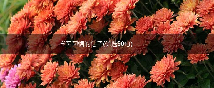 学习习惯的句子(优选50句),第1张