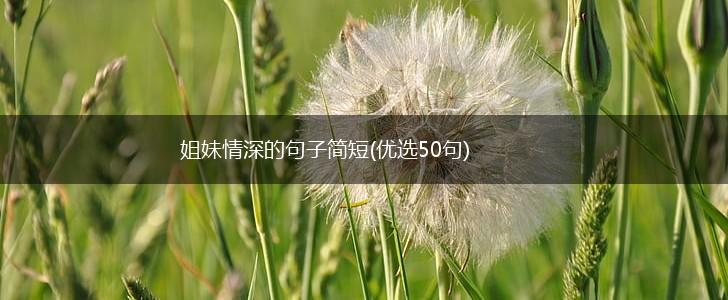姐妹情深的句子简短(优选50句),第1张