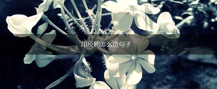 用反照怎么造句子,第1张 用反照怎么造句子,第1张