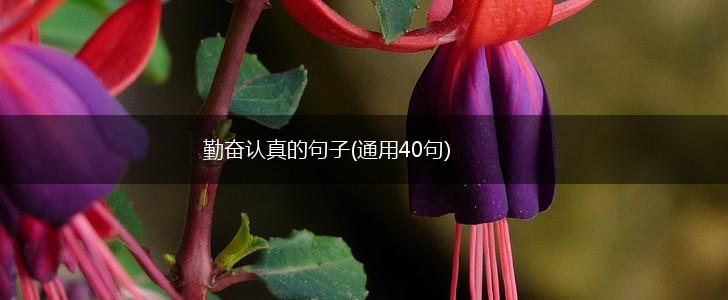 勤奋认真的句子(通用40句),第1张