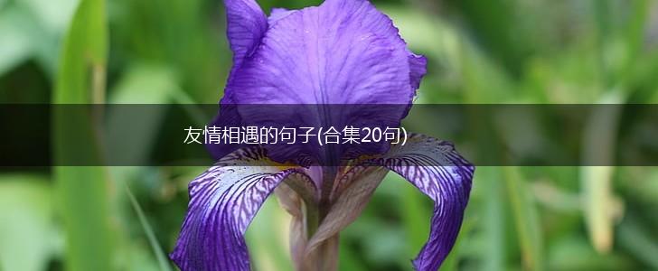 友情相遇的句子(合集20句),第1张